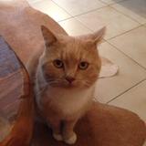 馋嘴小刺猬