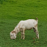 alwyn